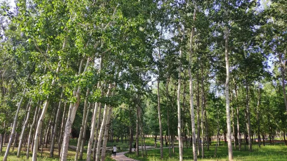 棗杭公園