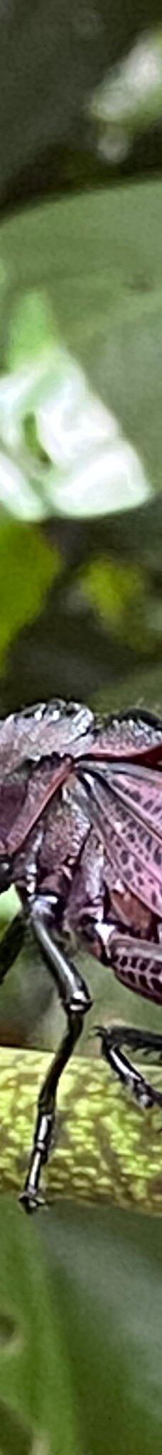 卡维塔国家公园-Talamanca