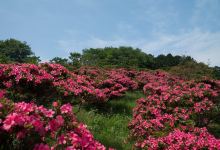 茨城县花园景点图片