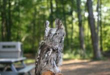 Denison Pequotsepos Nature Center景点图片