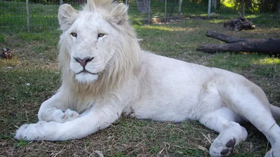 Seaview Lion Park