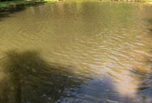 Buck Creek Trout Farm景点图片