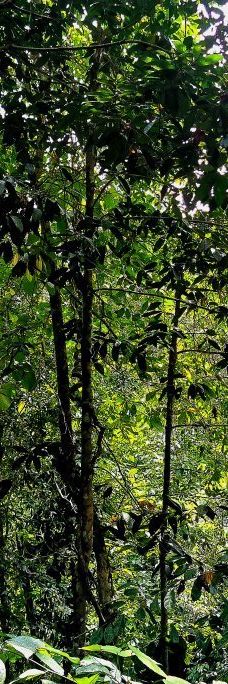 Ton Pring Waterfall-泰孟