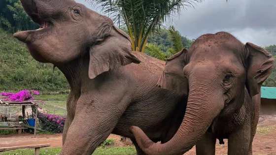 Elephant Steps Chiang Rai