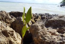 Mangrove Park景点图片
