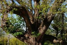 Río Izbor景点图片