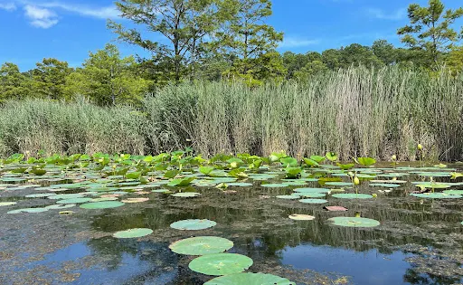 Lotus Garden Park