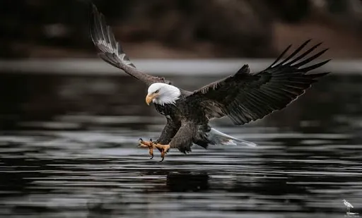 Coeur d'Alene Parkway State Park