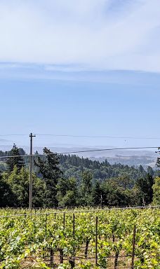 Grove of Old Trees-奥西丹透