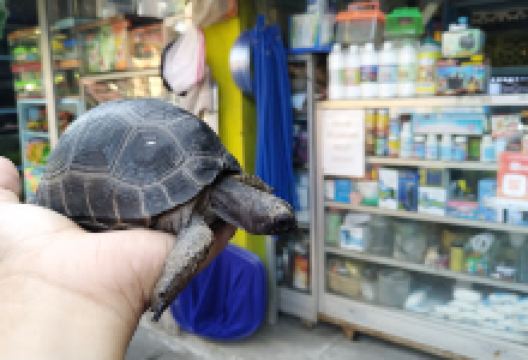 AY Lestari购物图片