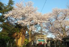 千代鹤神社景点图片