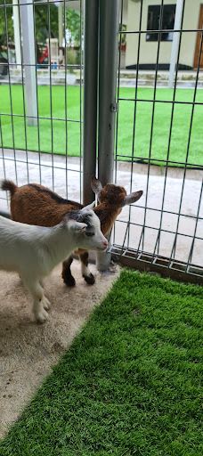 迪沙鲁迷你动物园-Pengerang