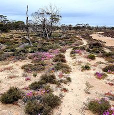 Lake Crosbie Campground-Murray-Sunset