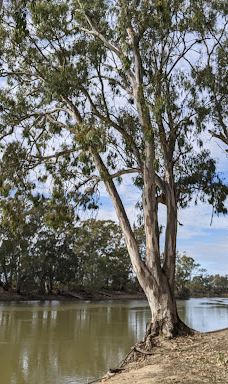 Murrumbidgee Junction Reserve-巴尔兰纳德