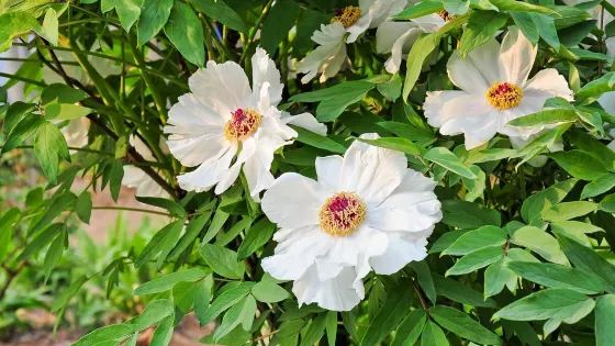 芍藥穀