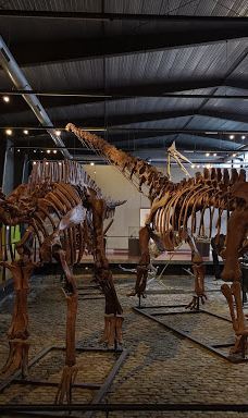 Musee des Dinosaures 'Dinosauria'-埃斯佩拉扎