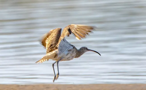 Nahoon Estuary Nature Reserve