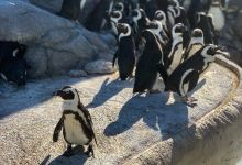 坎姆顿探险水族馆景点图片