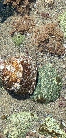 Salt Creek Beach-达纳点