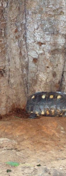 Botanical Garden of Asunción-亚松森