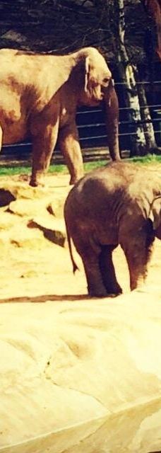 Twycross Zoo-阿瑟斯通