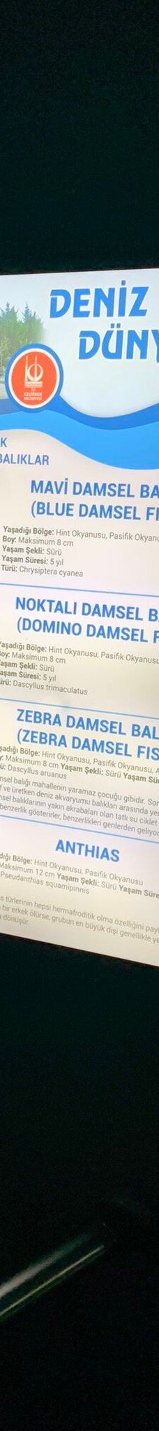 Deniz Dunyasi-安卡拉