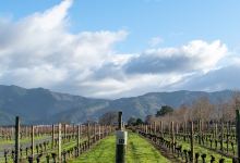 Allan Scott Family Winemakers景点图片