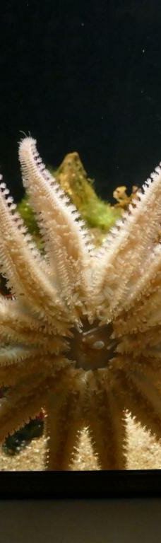 北海博物馆-希茨海尔斯