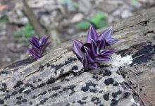 El Pilar景点图片