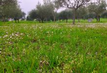 Parco Archeologico di Septempeda景点图片