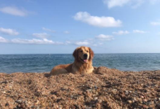 Platja Per Grossos景点图片
