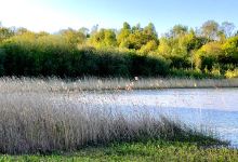 Thorpe Marsh Nature Reserve景点图片