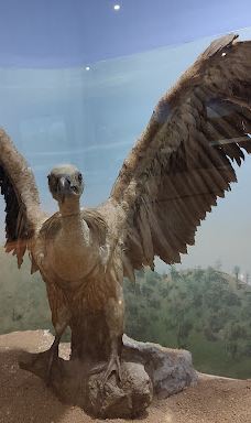 MTA Genel Müdürlüğü Şehit Cuma Dağ Tabiat Tarihi Müzesi-安卡拉