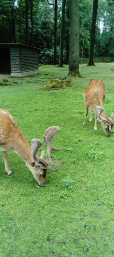 Tiergehege Waldhaus-莫尔斯多夫-泰希沃尔夫拉姆斯多夫