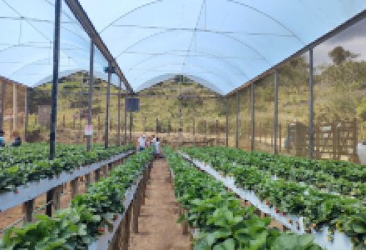 Morangos Serra Negra景点图片