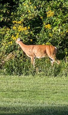 Rouge Park-底特律