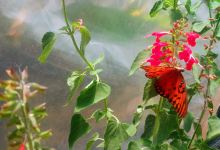 Vivero El Arce购物图片