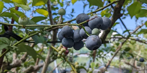 いちかわファーム ブルーベリー観光農園