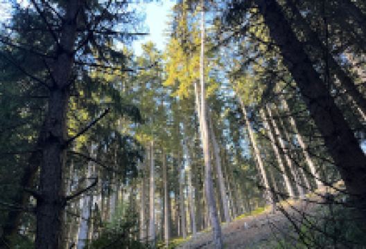 Schönberger Säuerling景点图片