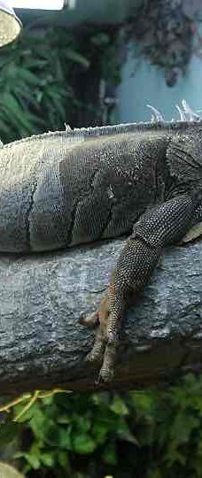 迪拜野生动物园-迪拜-YoYo_2Z6R7X2Q