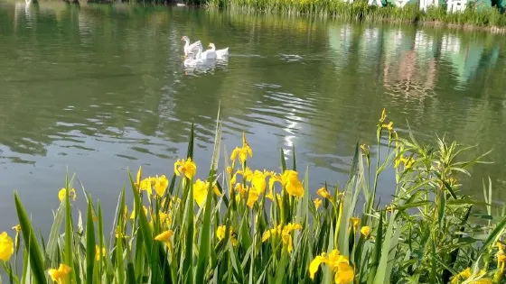 桃園公園