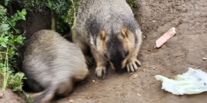 野生喜馬拉雅旱獺棲息地