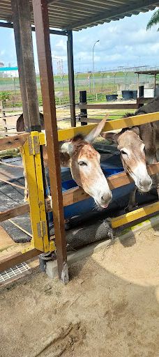 迪沙鲁迷你动物园-Pengerang