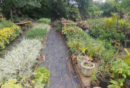 Ron's Nursery and Yard Services购物图片