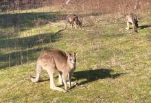 Canberra Nature Park, O'Connor Ridge景点图片