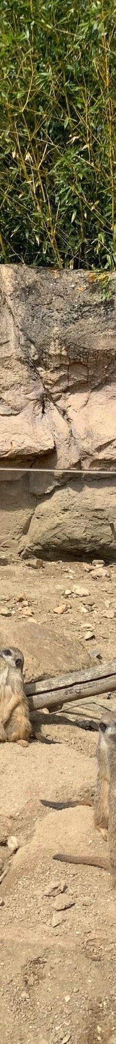 Biotropica, animal gardens-瓦德勒伊