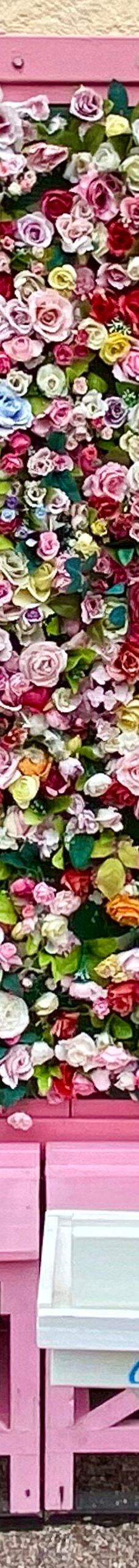 日本最大 鹿屋玫瑰园-鹿屋市