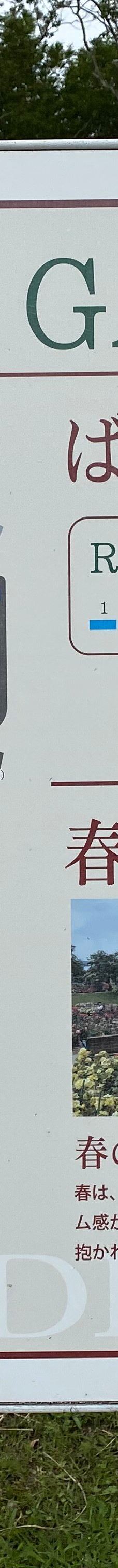 日本最大 鹿屋玫瑰园-鹿屋市