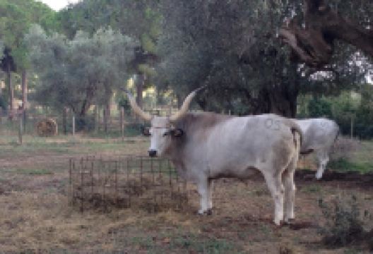 Fattoria del Marruchetone景点图片