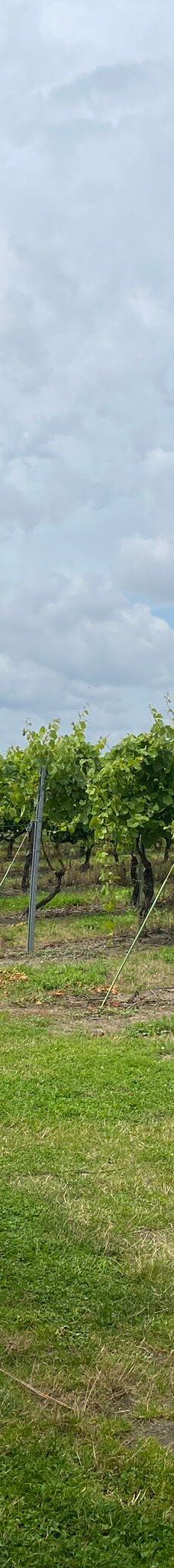 Vingaarden, Lille Gadegaard ( Vineyard )-阿克尔科拜